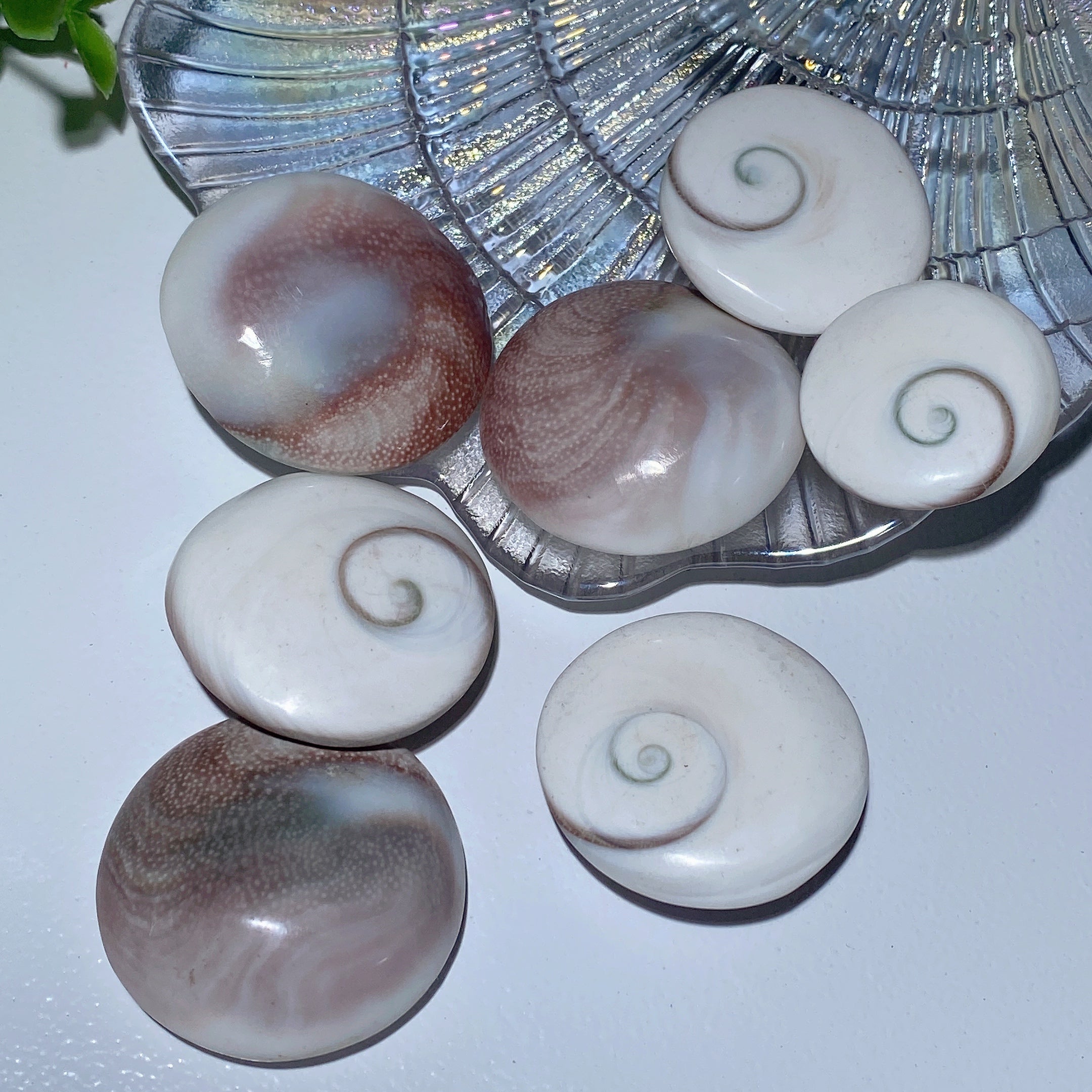 1.1-1.5 inch Shiva's Eye Crystal Carvings for Healing