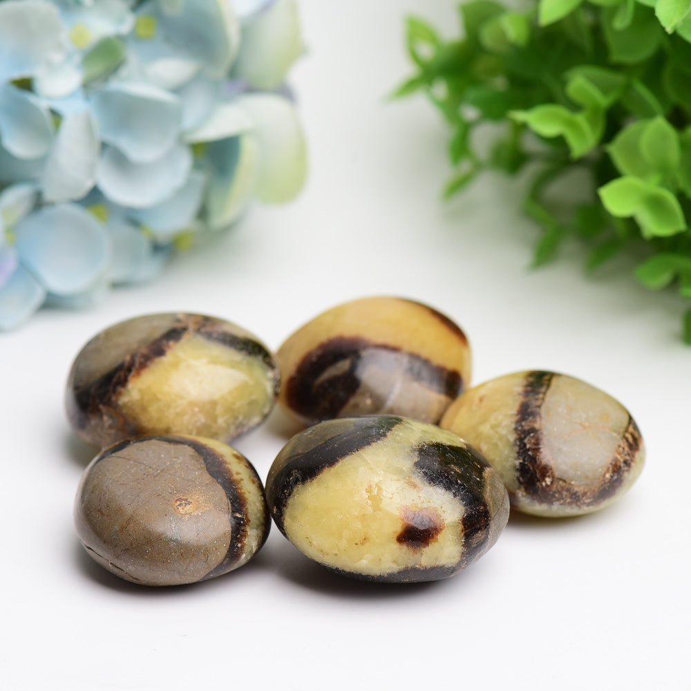 1.5-2.0 Inch Septarium Palm Stone for Healing Energy
