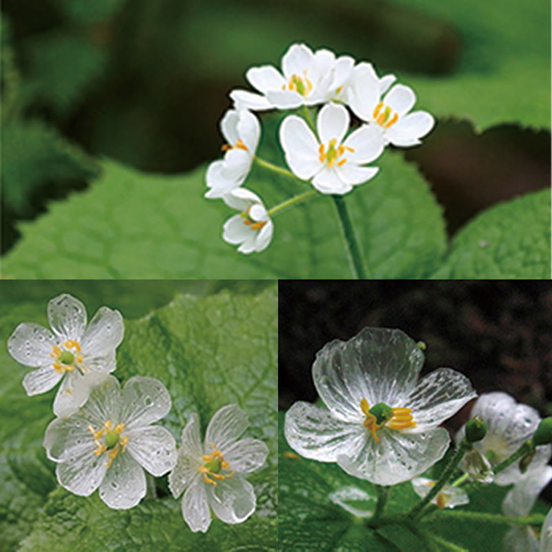 White Crystal Skeleton Flower Adjustable Healing Ring