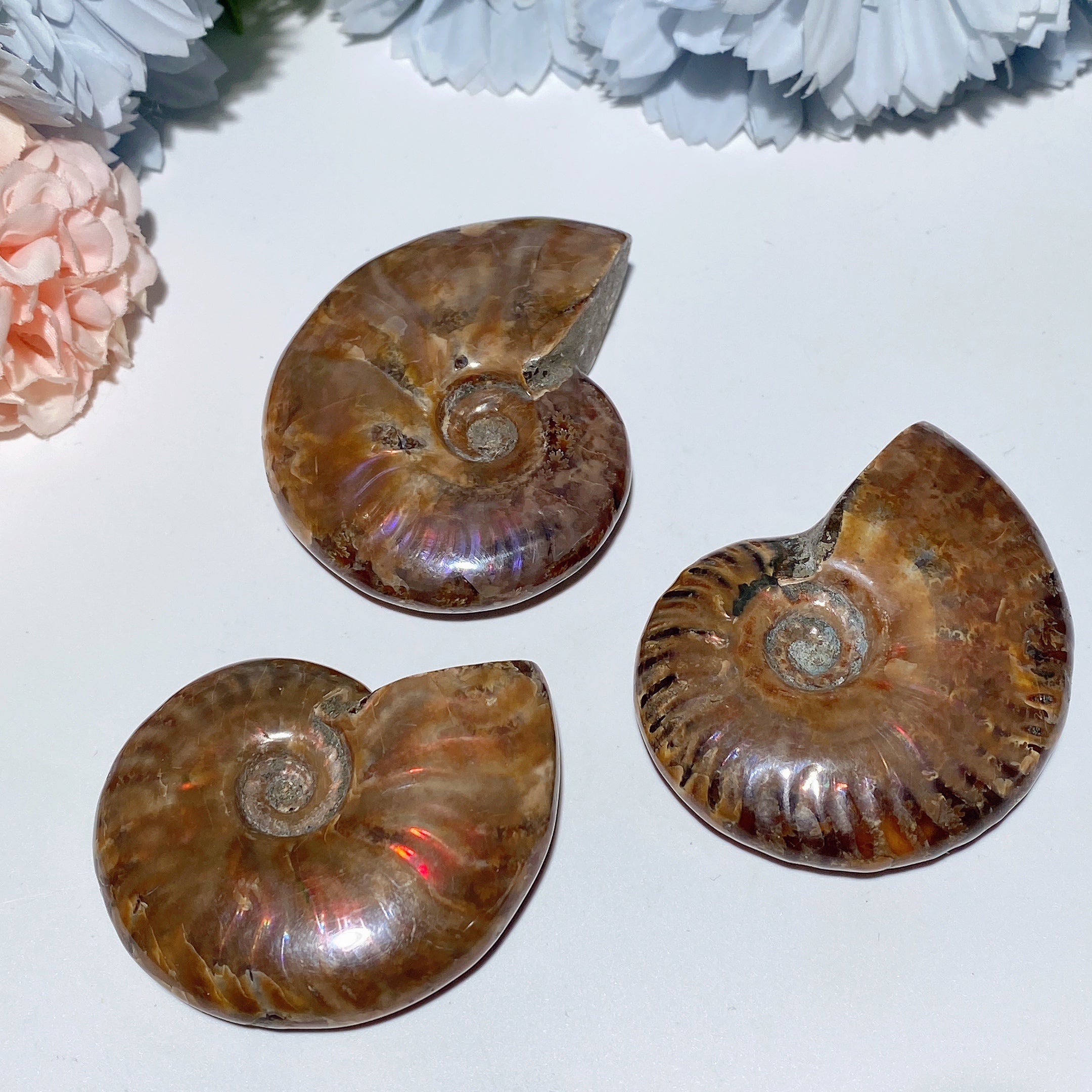 2.0-3.0 Inches Ammonite Fossil Specimen for Healing