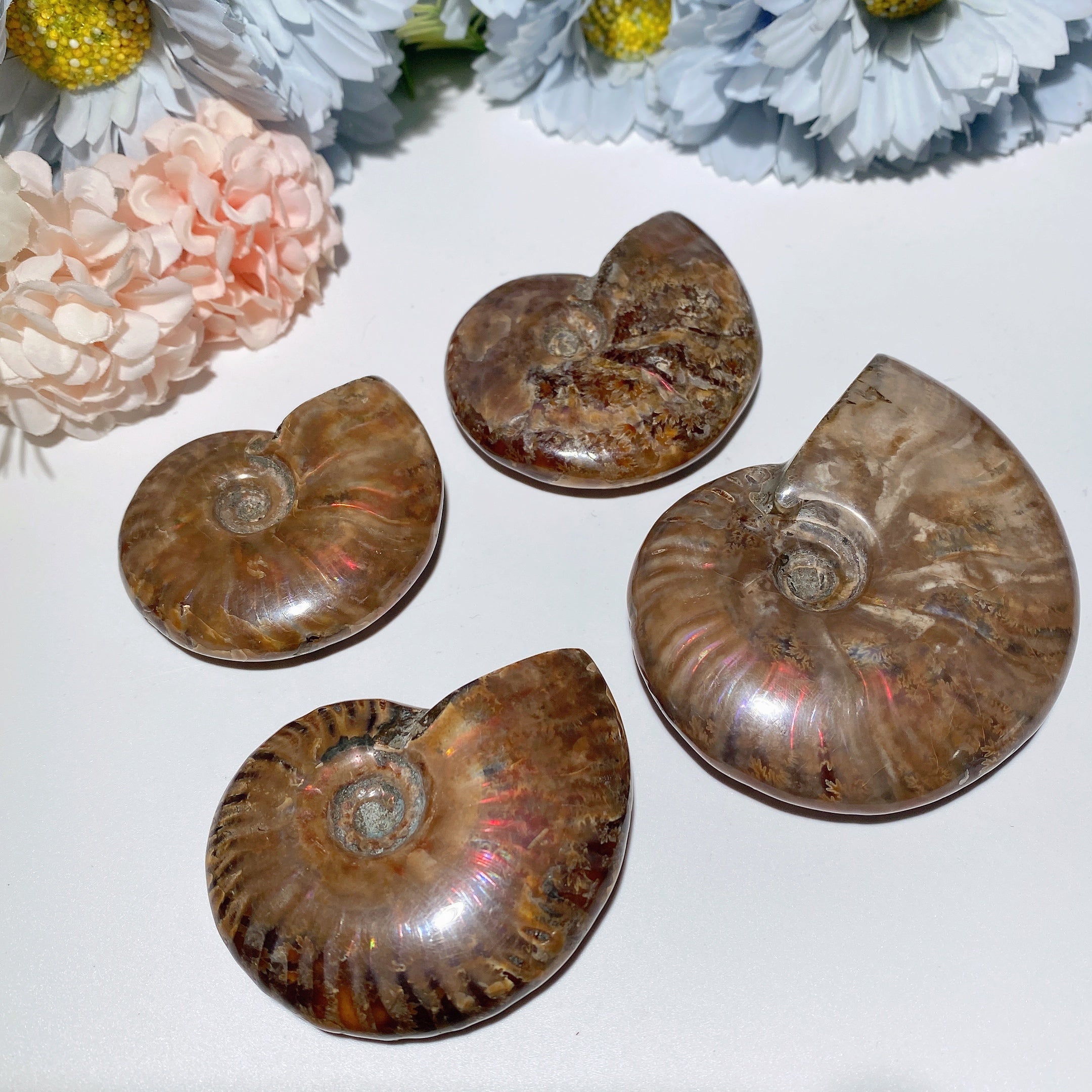 2.0-3.0 Inches Ammonite Fossil Specimen for Healing