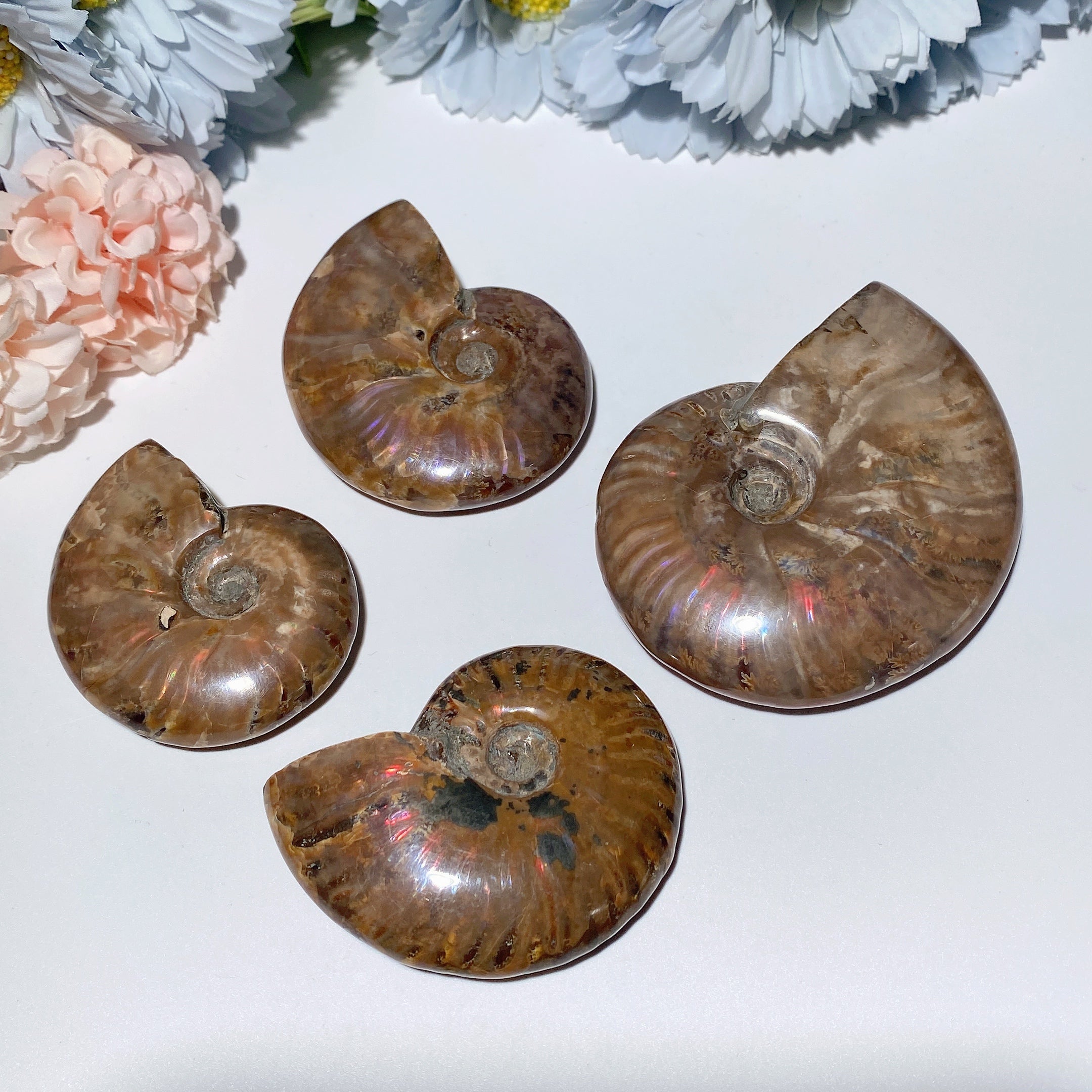 2.0-3.0 Inches Ammonite Fossil Specimen for Healing