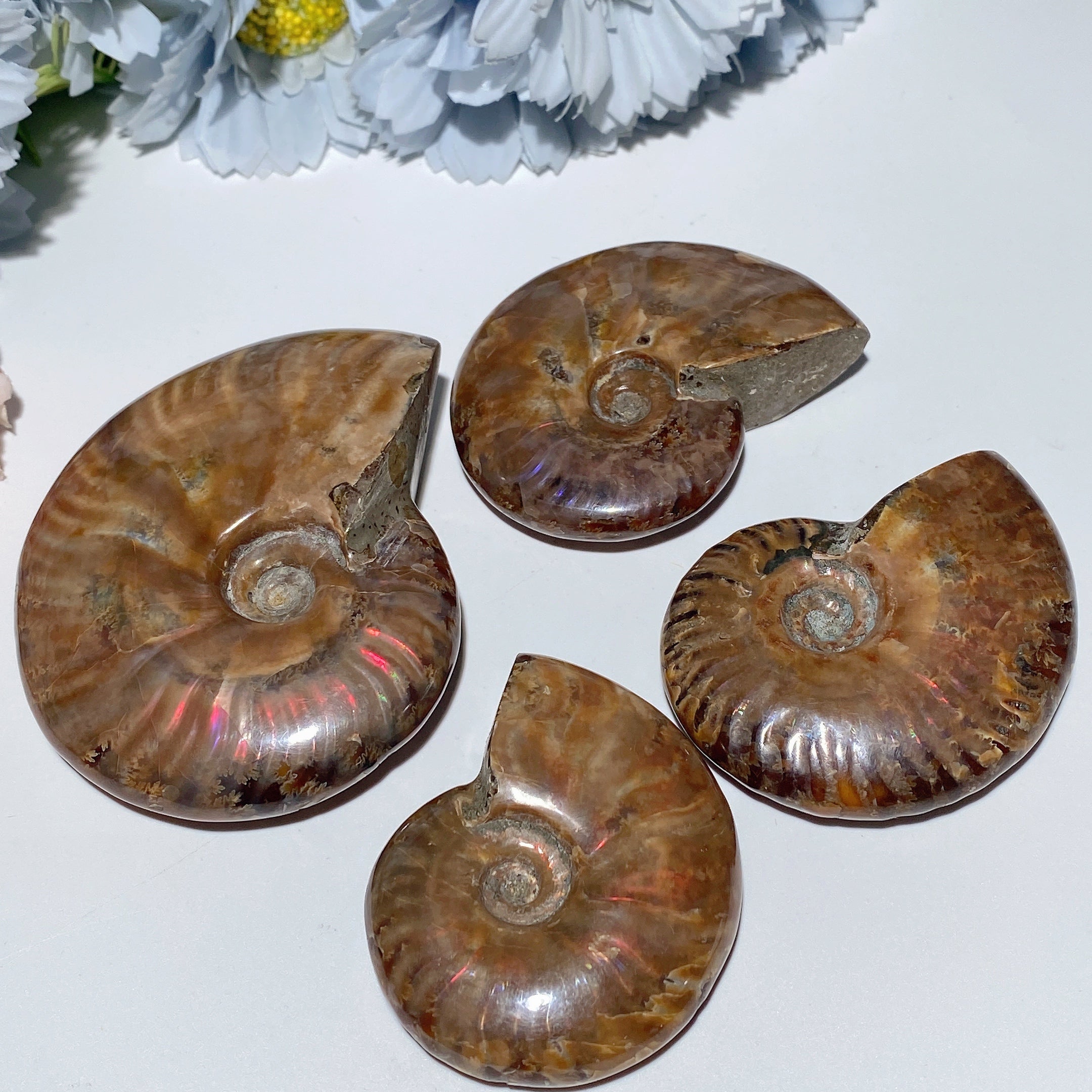 2.0-3.0 Inches Ammonite Fossil Specimen for Healing