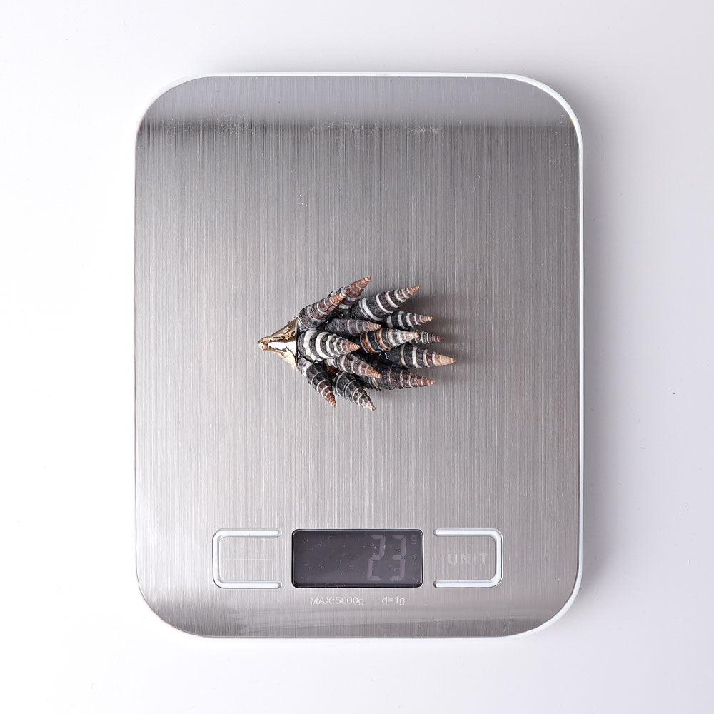 2.2-inch Shell Hedgehog Figurine Spiritual Animal Carving