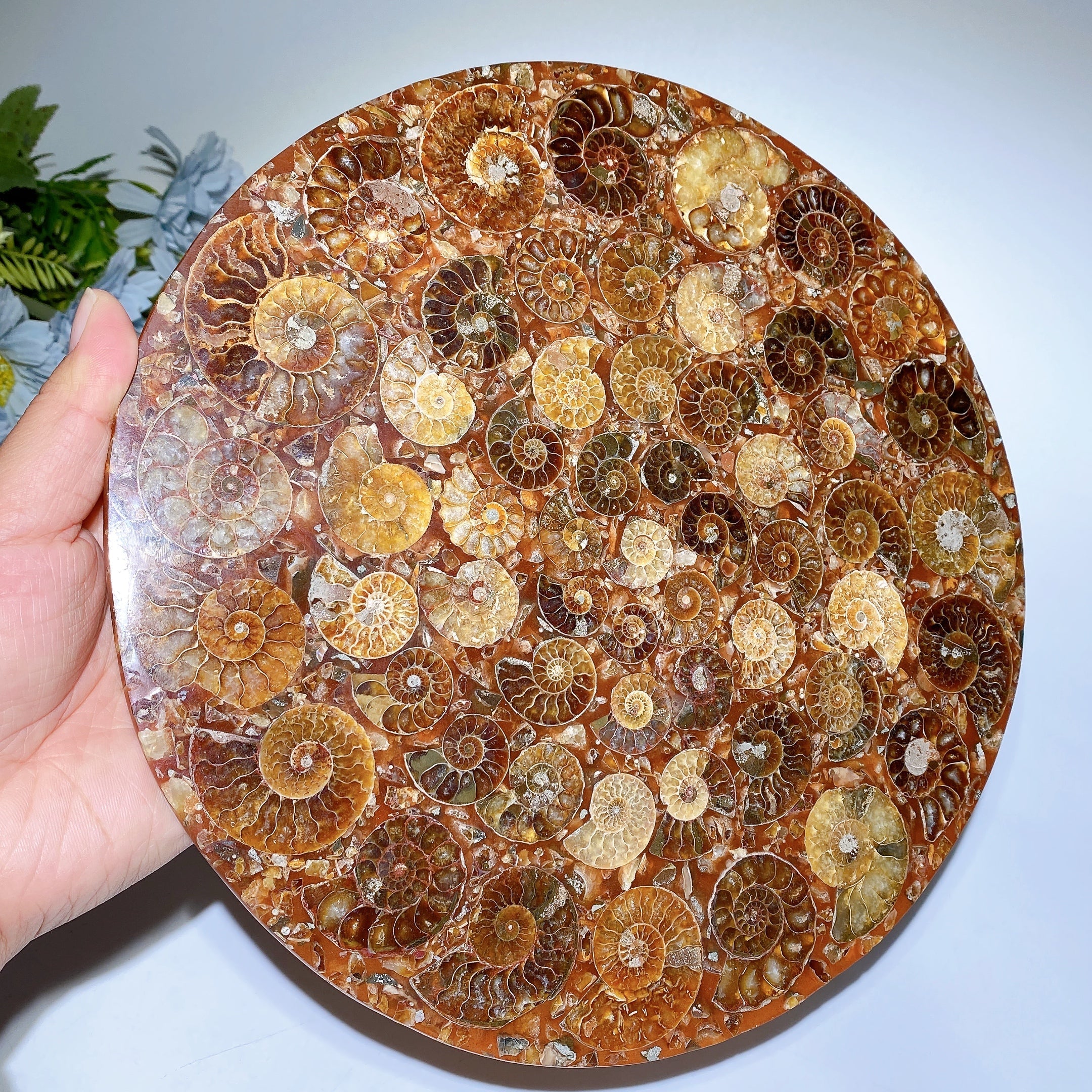 25cm Polished Ammonite Round Slab Crystal Display