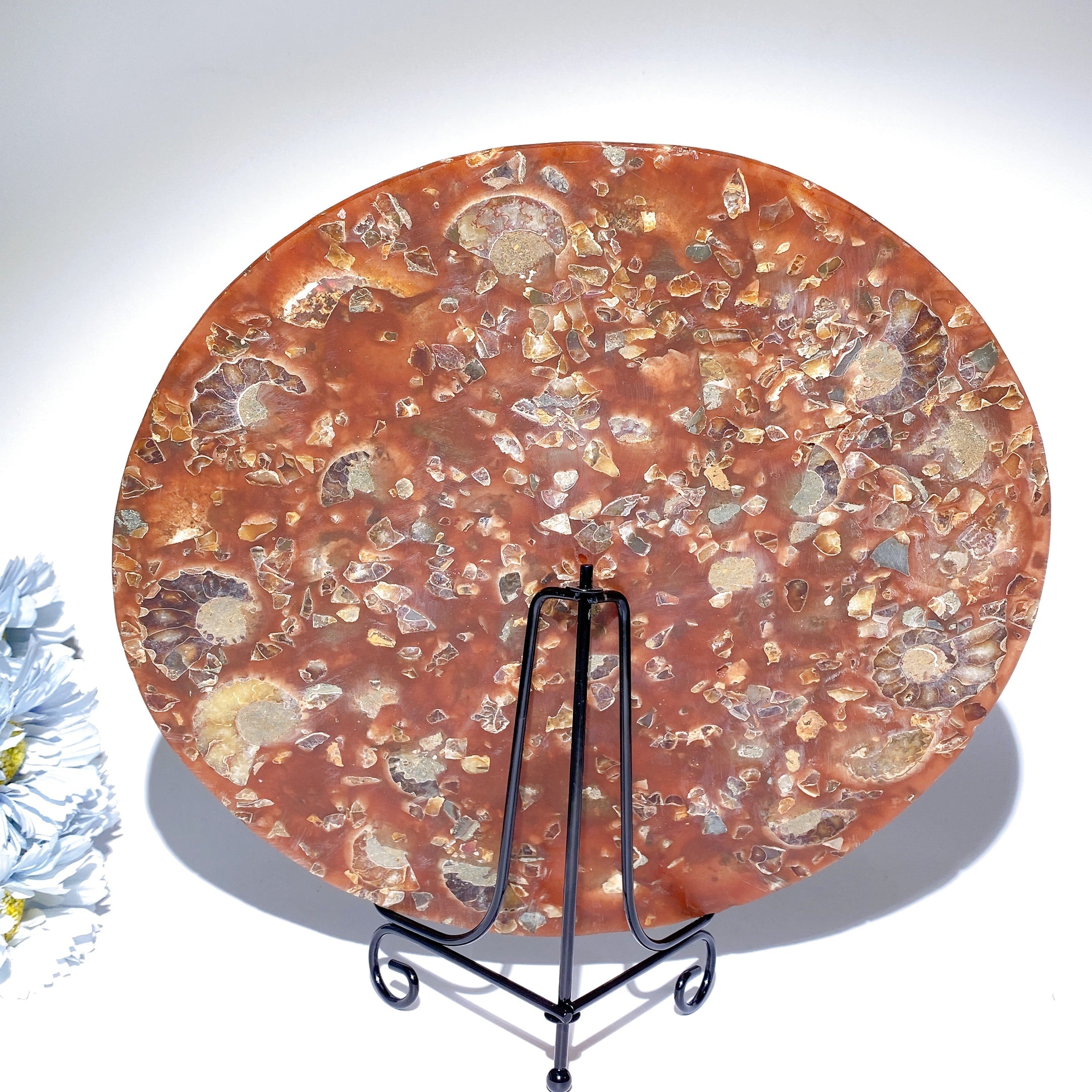 25cm Polished Ammonite Round Slab Crystal Display