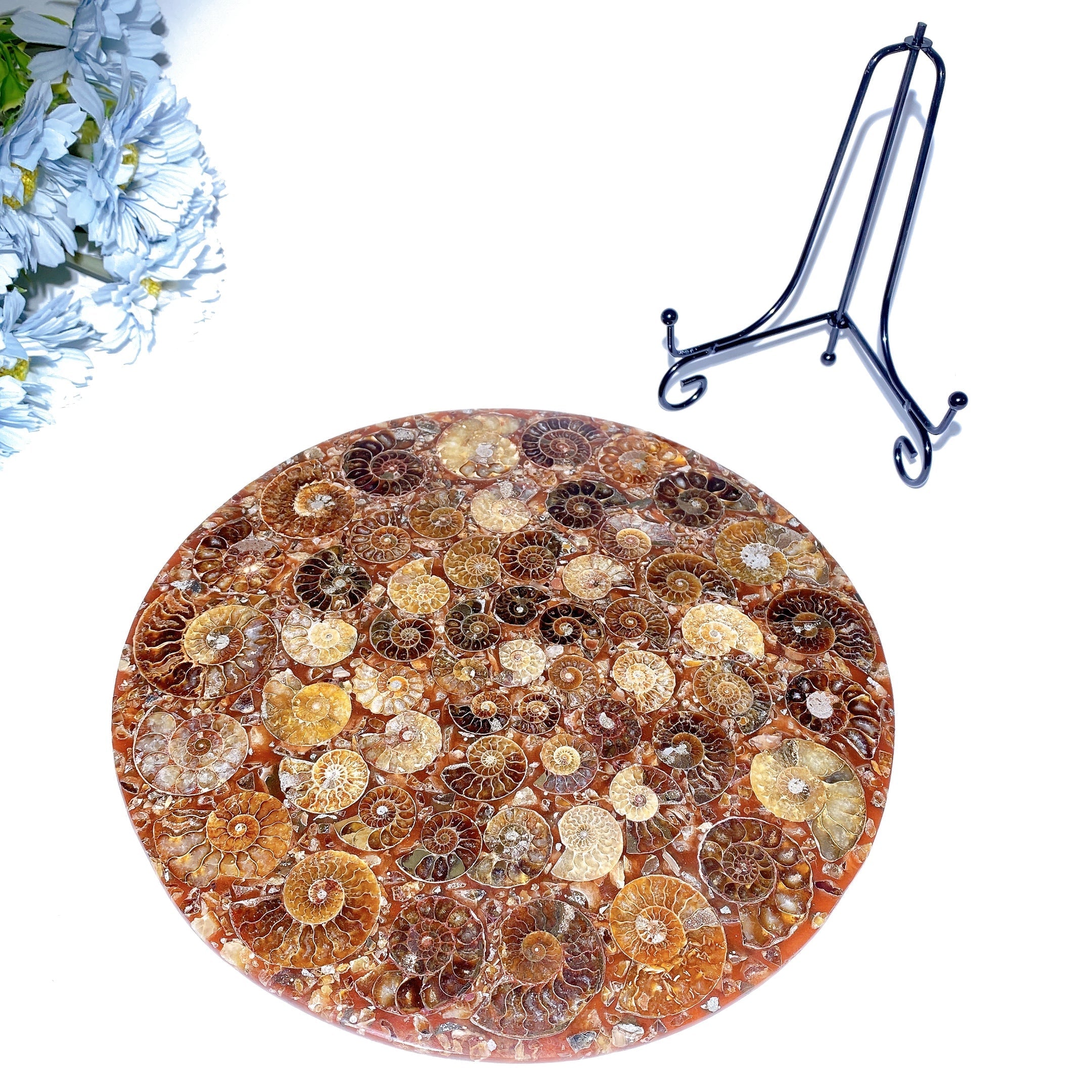 25cm Polished Ammonite Round Slab Crystal Display