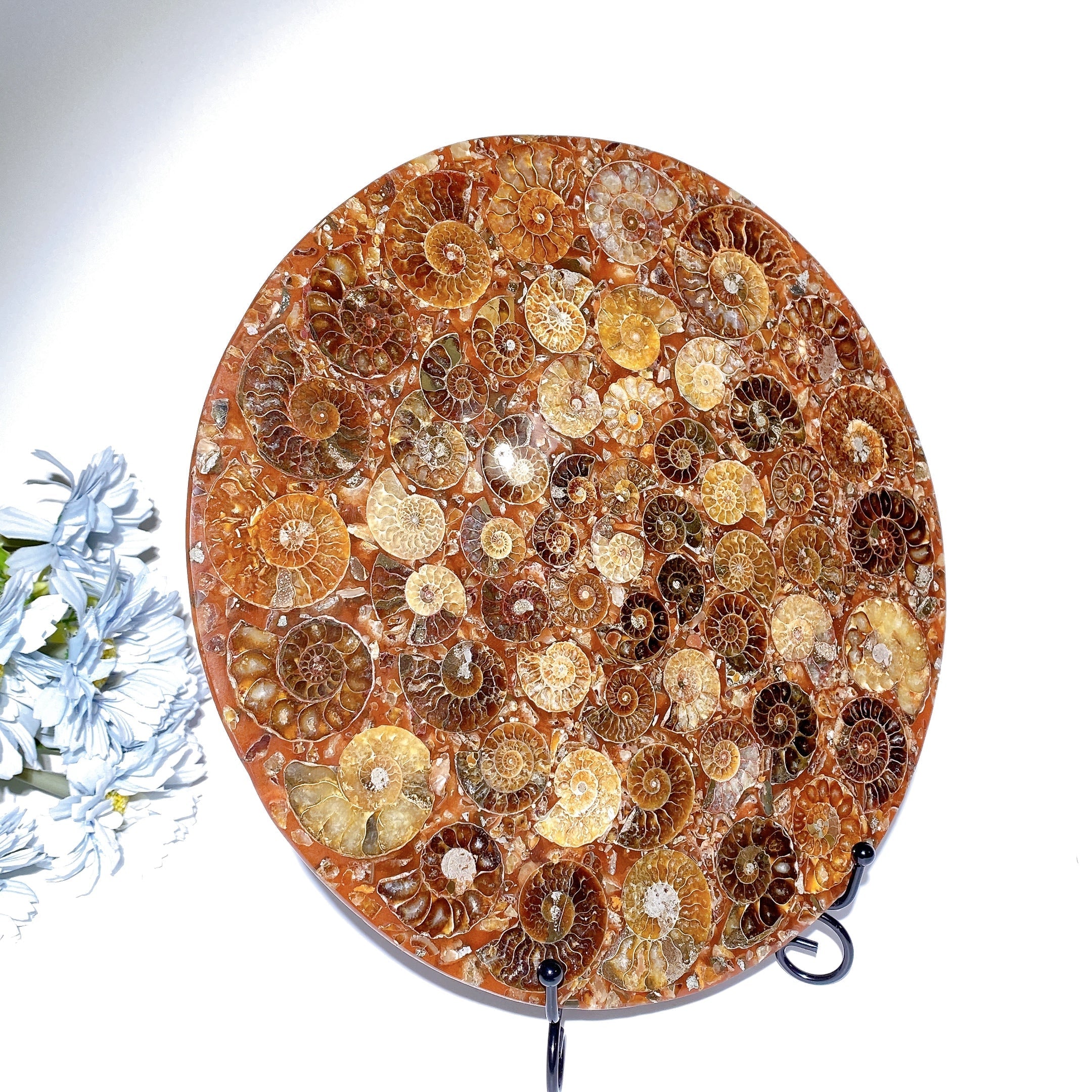 25cm Polished Ammonite Round Slab Crystal Display