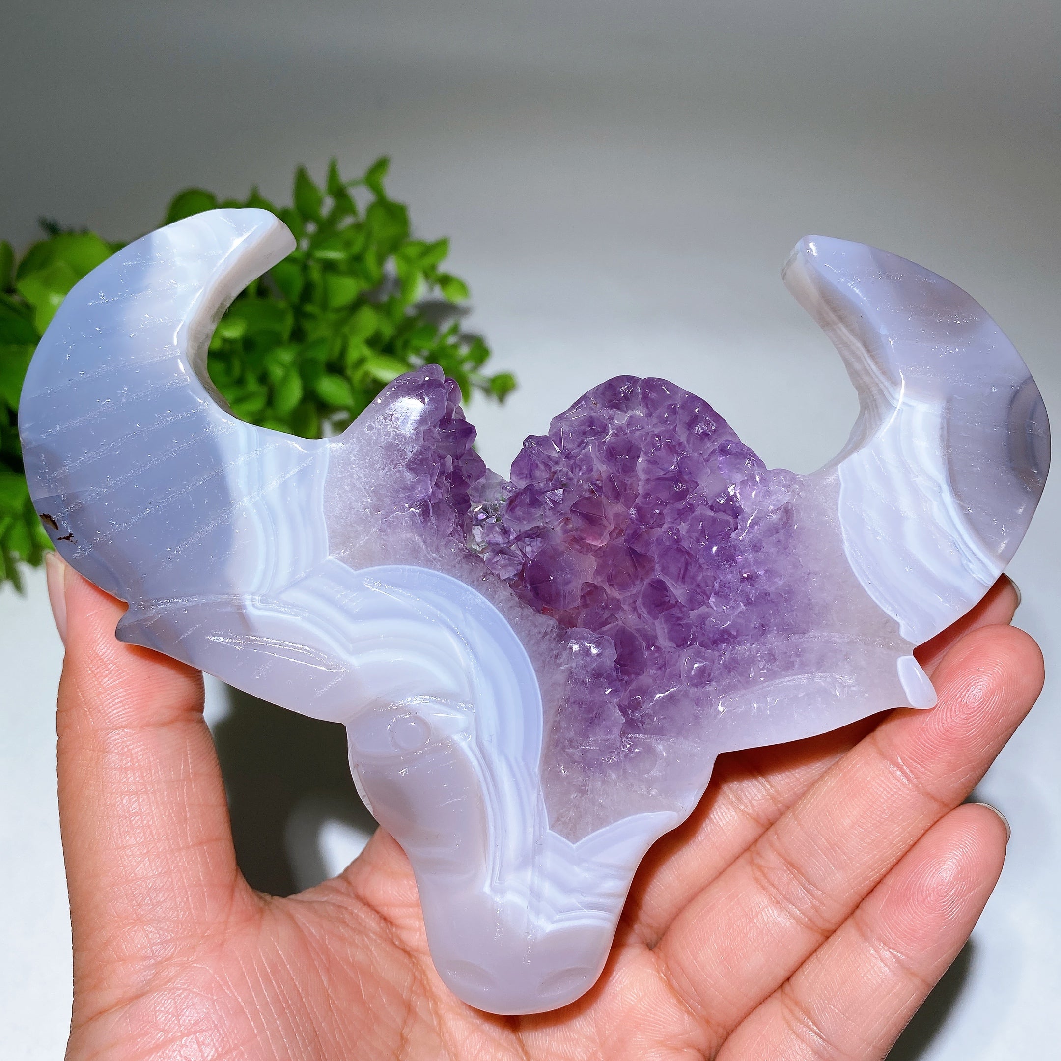 5.4-inch Druzy Amethyst Bull Head Crystal Figurine