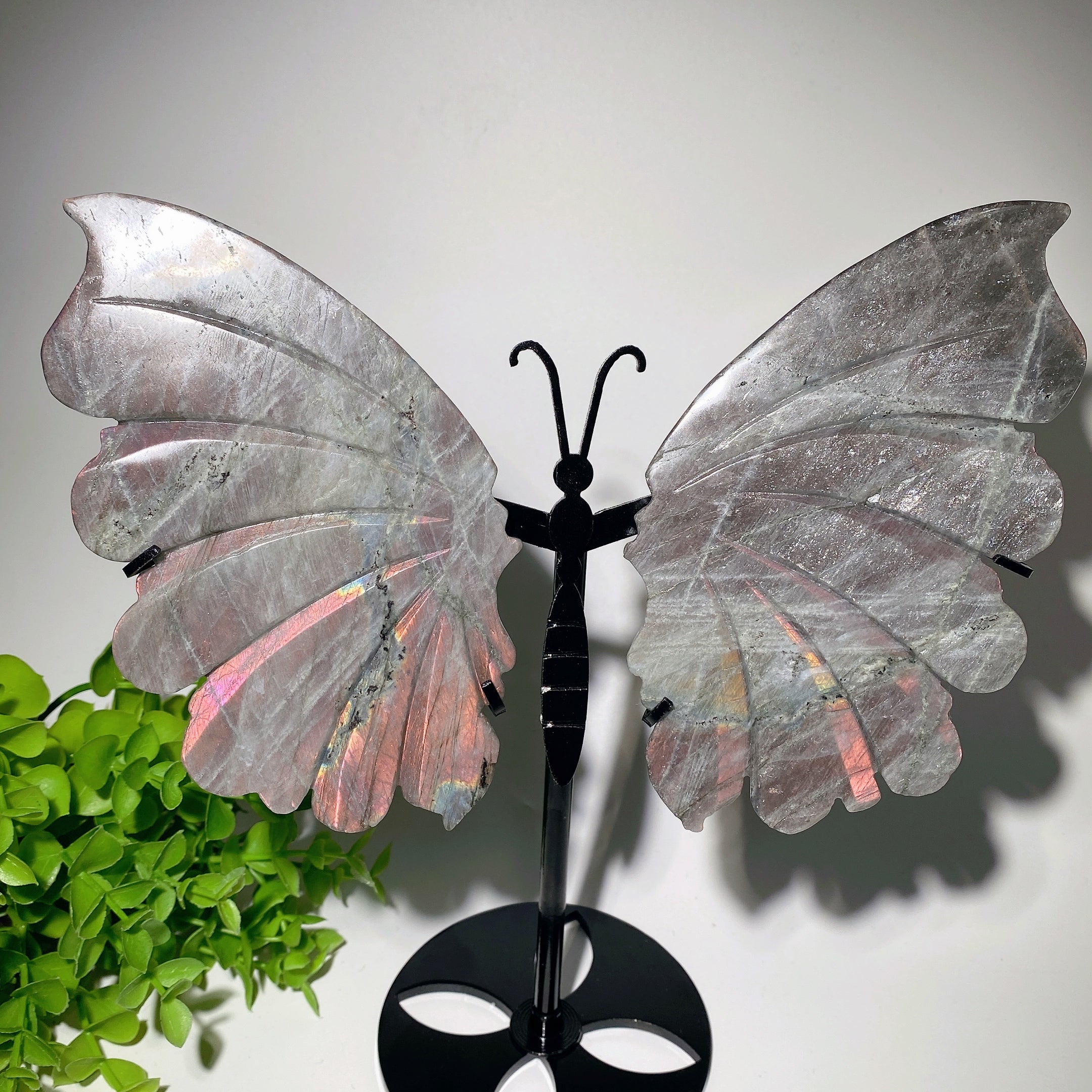 6-inch Labradorite Butterfly Wings Crystal Display Stand