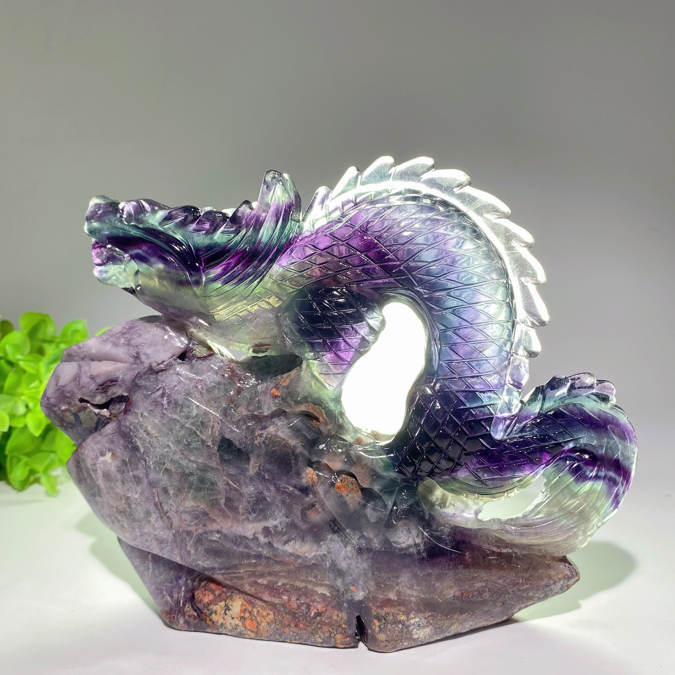 Fluorite Crystal Dragon Carving 5.3-8.5 Inch Healing Sculpture