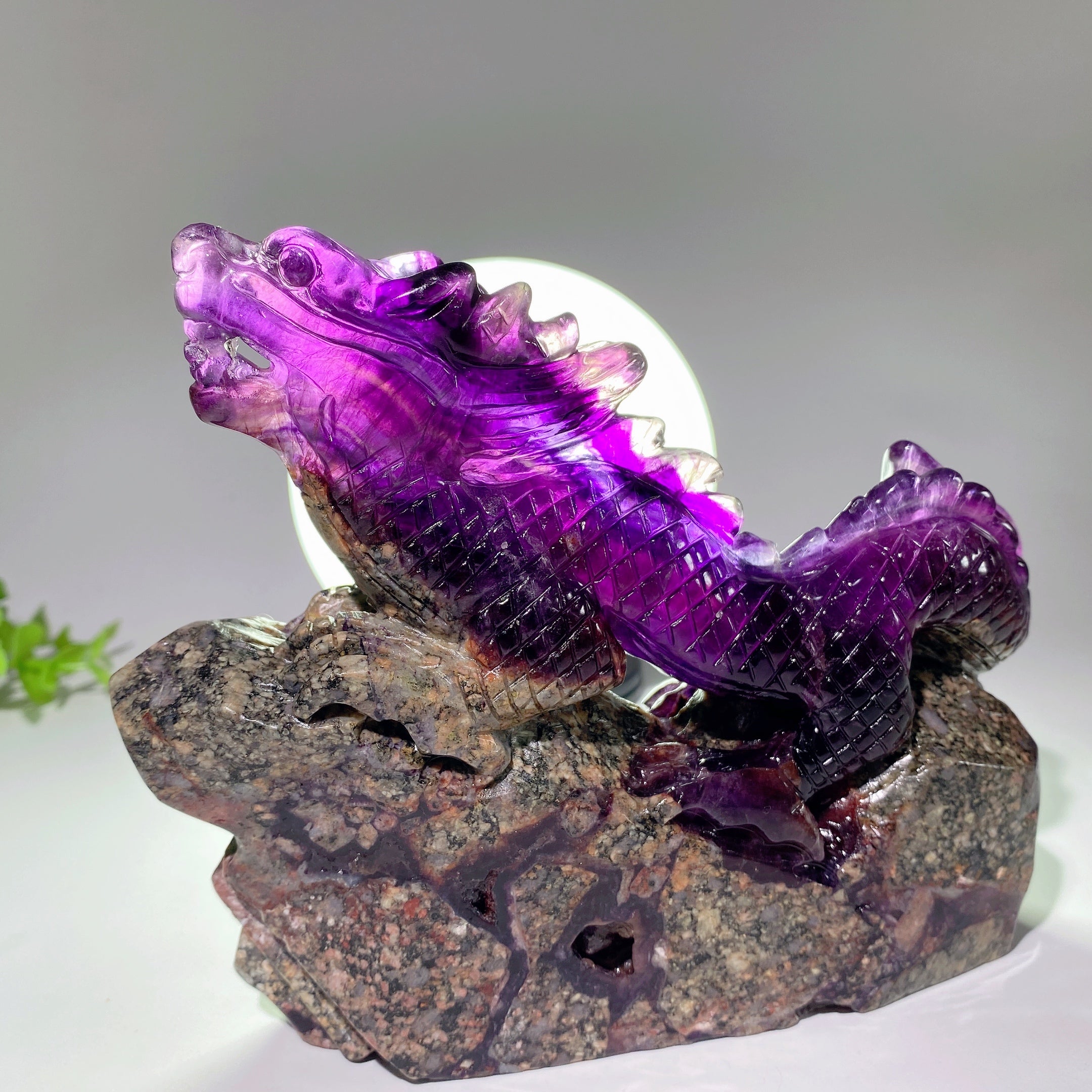Fluorite Crystal Dragon Carving 5.3-8.5 Inch Healing Sculpture