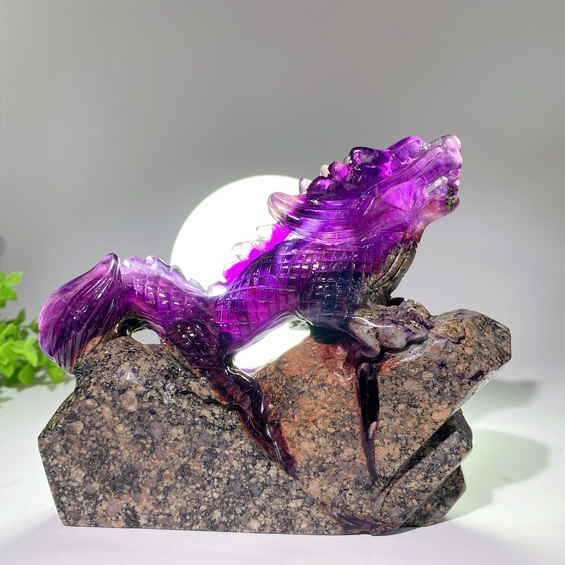 Fluorite Crystal Dragon Carving 5.3-8.5 Inch Healing Sculpture