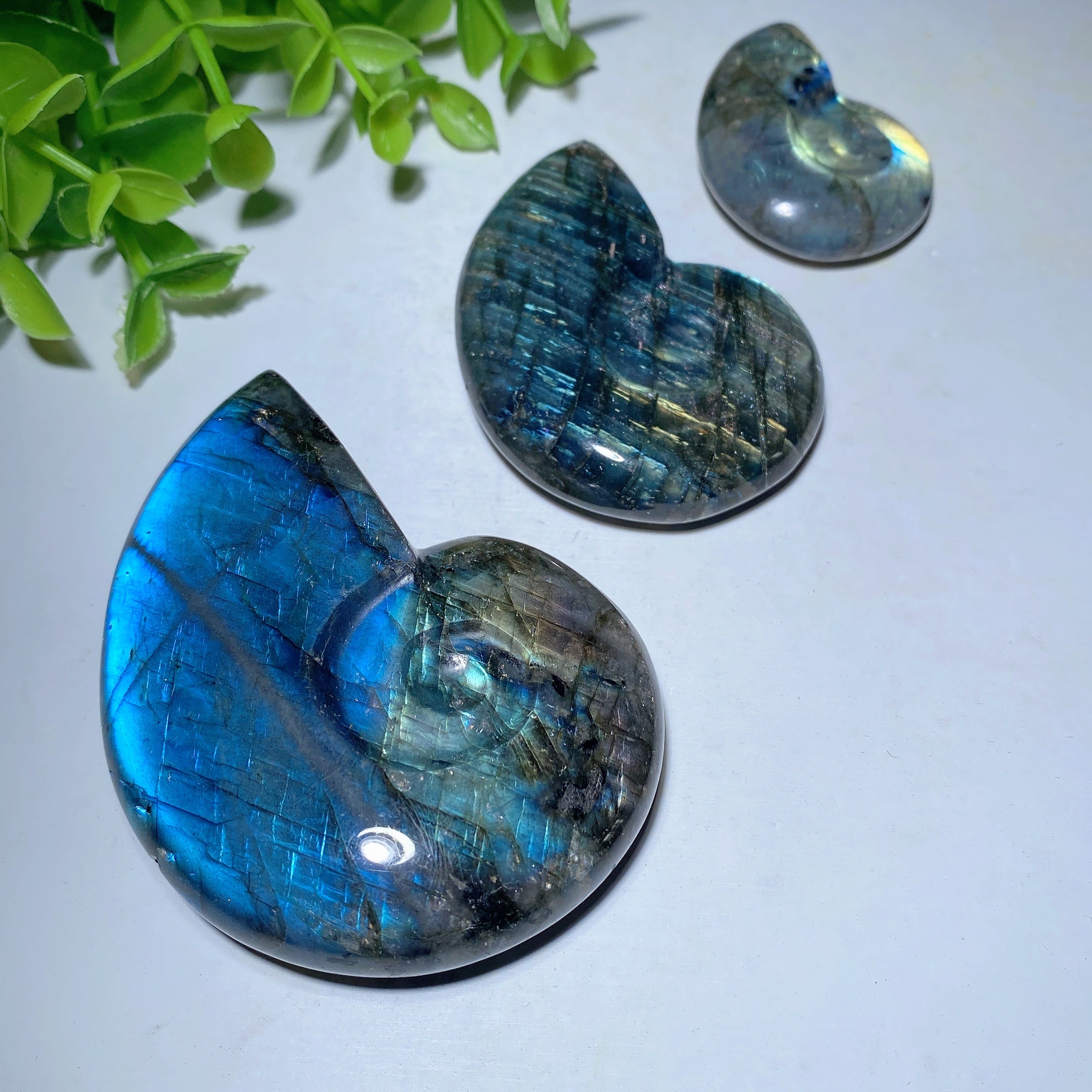 Labradorite Shell Crystal Carvings 1.5-3 inch Healing Stones