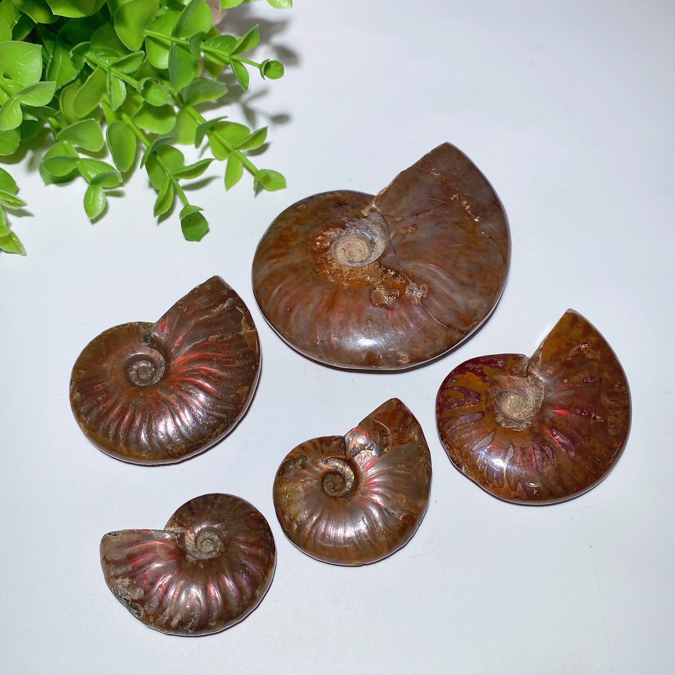 Polished Ammonite Crystal Specimen 1.5-3.5 inch Healing Display