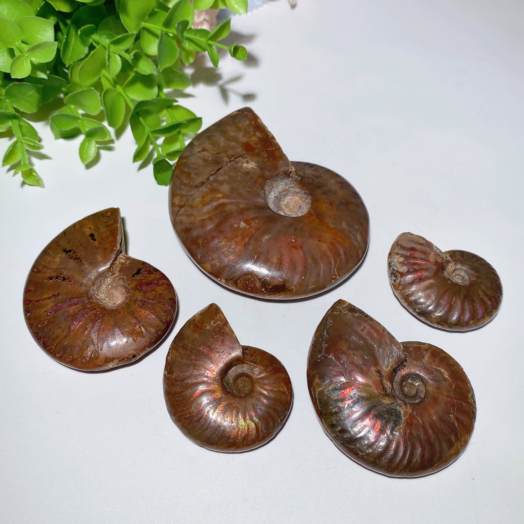 Polished Ammonite Crystal Specimen 1.5-3.5 inch Healing Display
