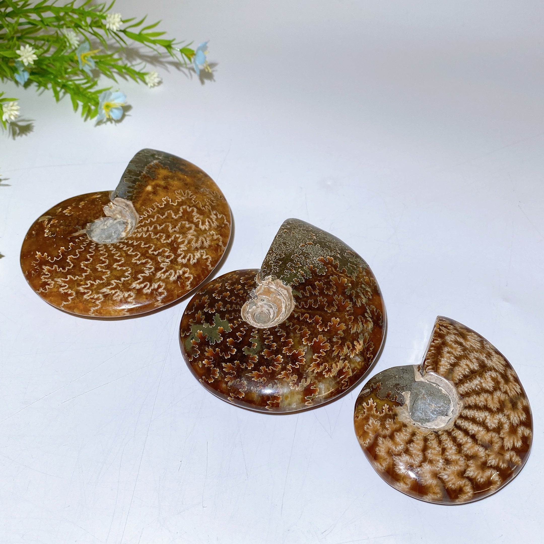 Polished Ammonite Crystal Specimen 2.8-5.5 Inch Spiral