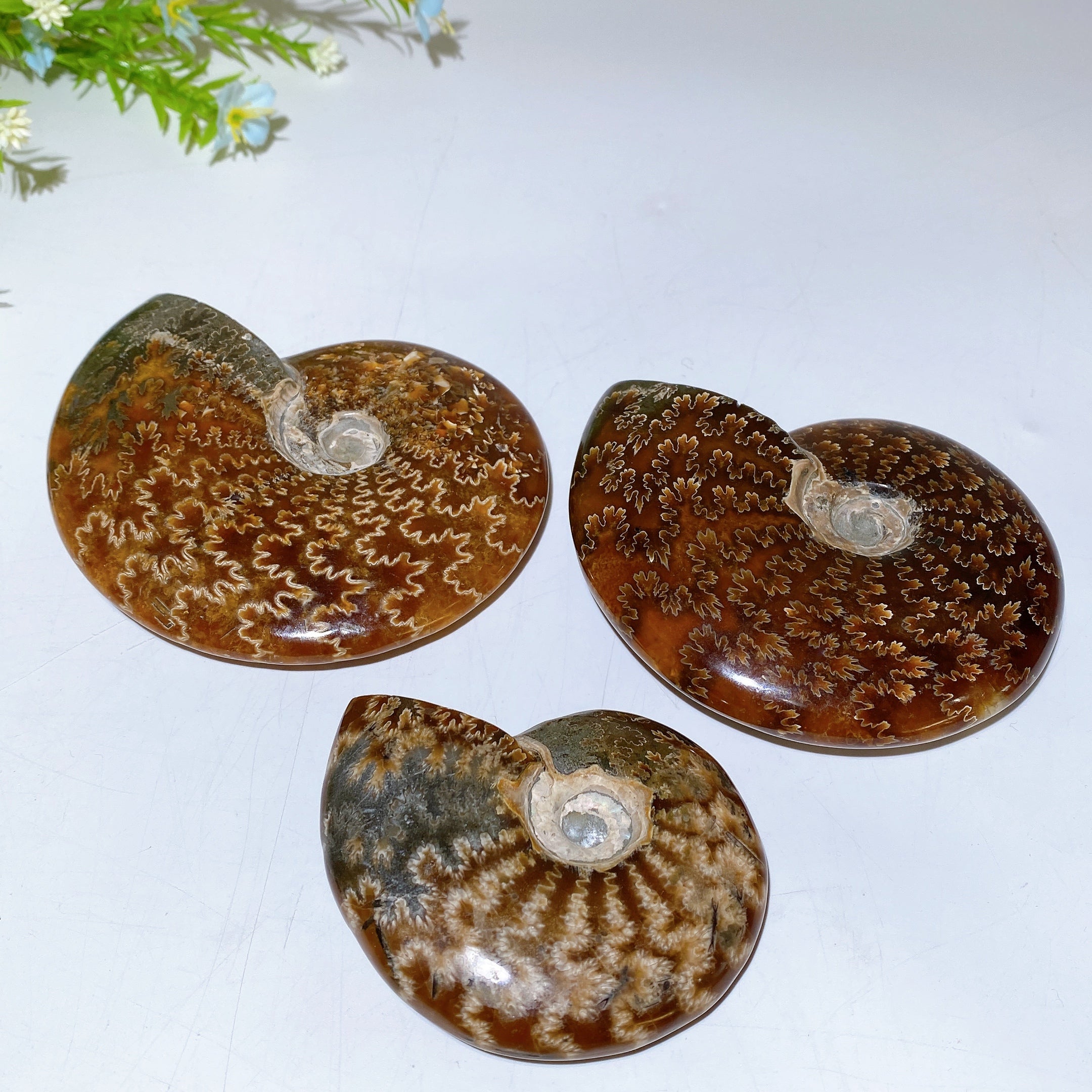 Polished Ammonite Crystal Specimen 2.8-5.5 Inch Spiral