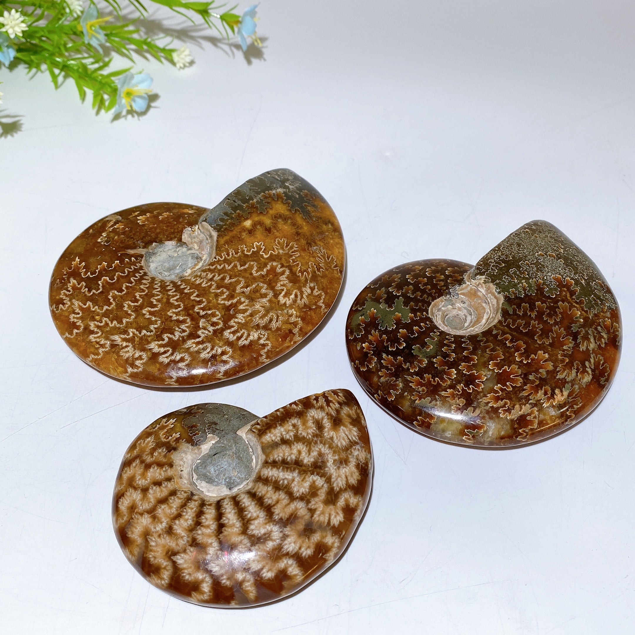 Polished Ammonite Crystal Specimen 2.8-5.5 Inch Spiral