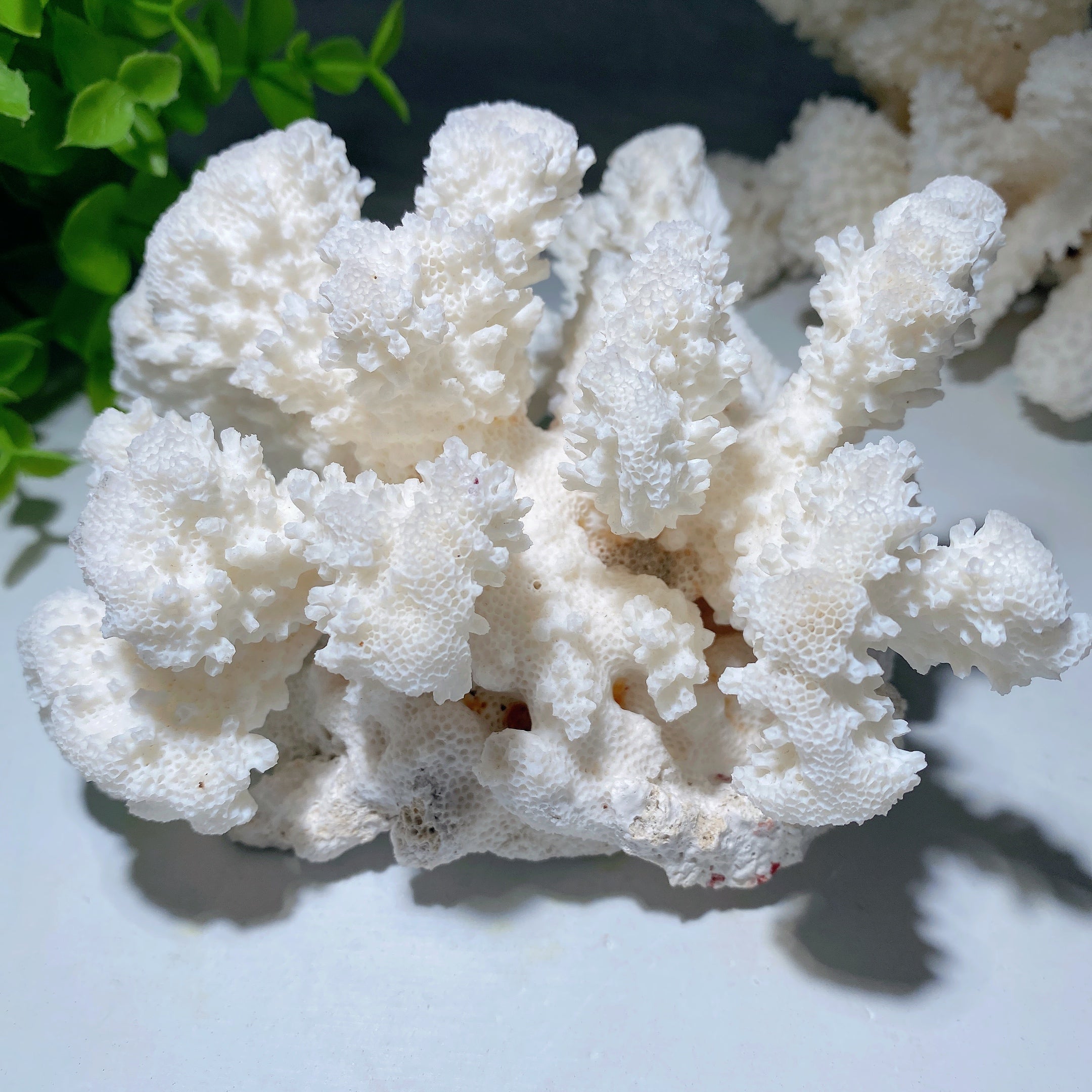 White Coral Stone Crystal Specimen 4-6 inch Healing Display