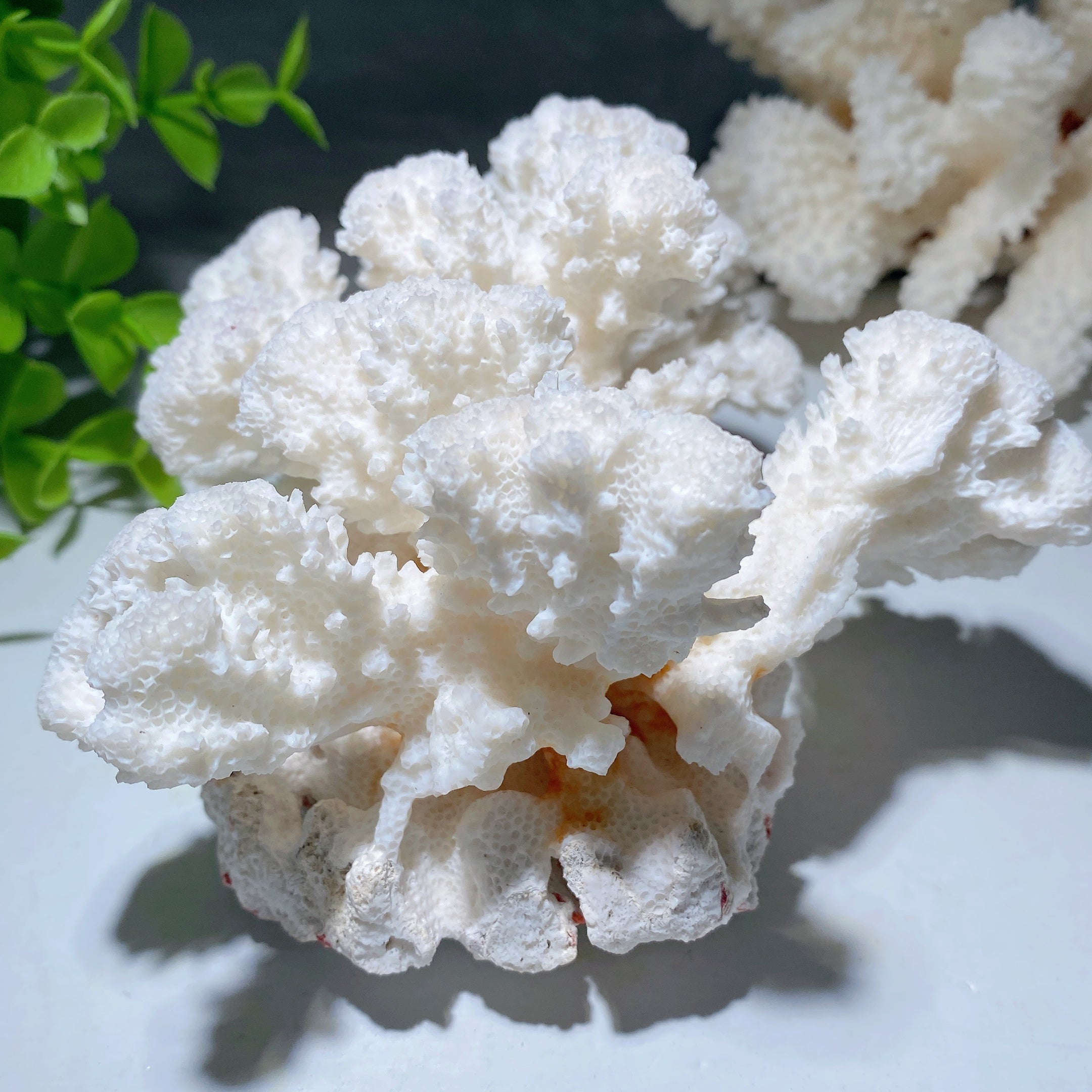 White Coral Stone Crystal Specimen 4-6 inch Healing Display