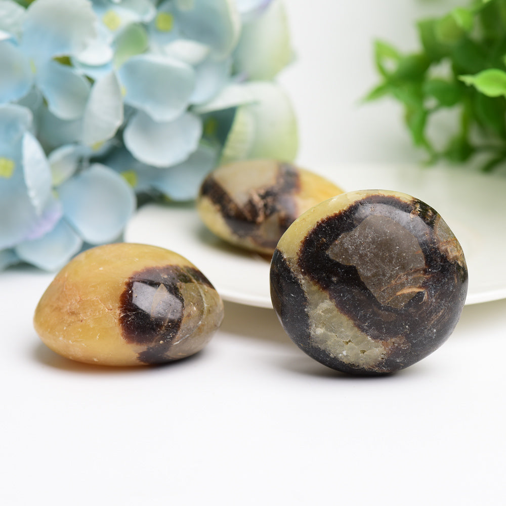 1.5-2.0 Inch Septarium Palm Stone for Healing Energy