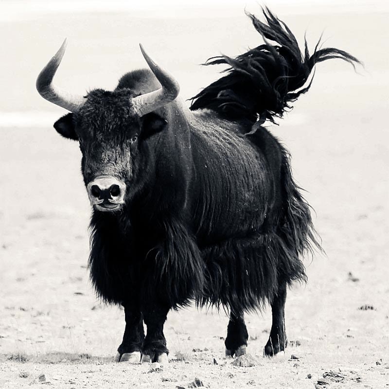 14mm Yak Bone Wrist Mala for Strength and Protection