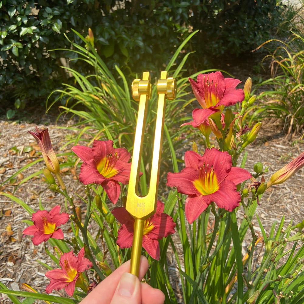 Yellow tuning fork in front of pink daylilies for healing with 174 Hz frequency