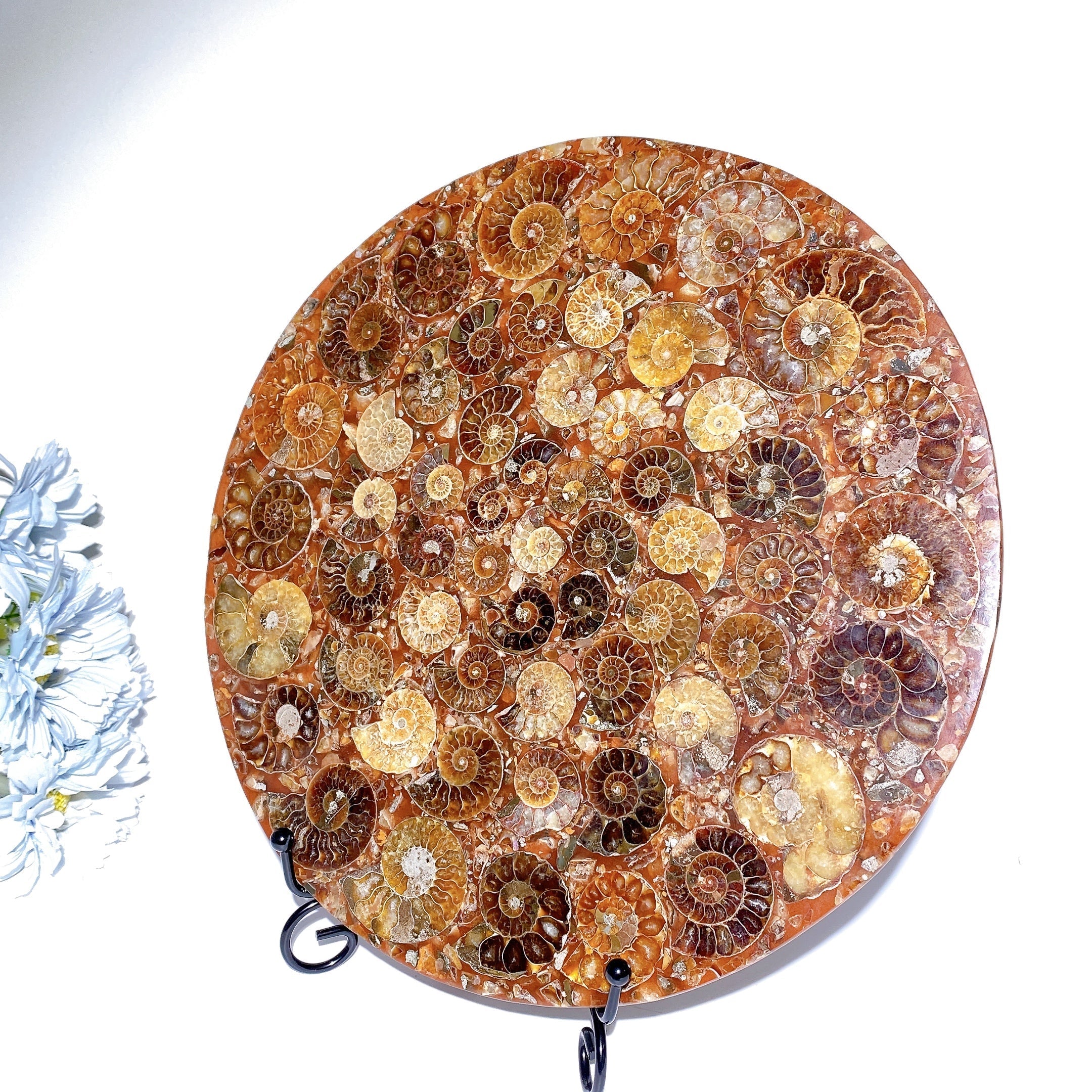 25cm Polished Ammonite Round Slab Crystal Display