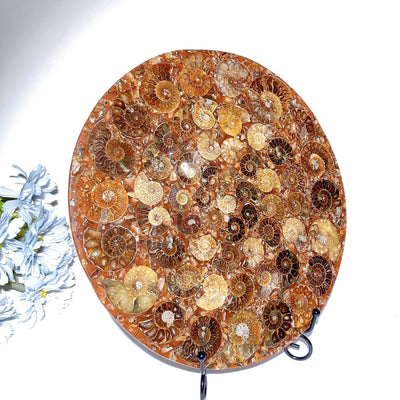 25cm Polished Ammonite Round Slab Crystal Display