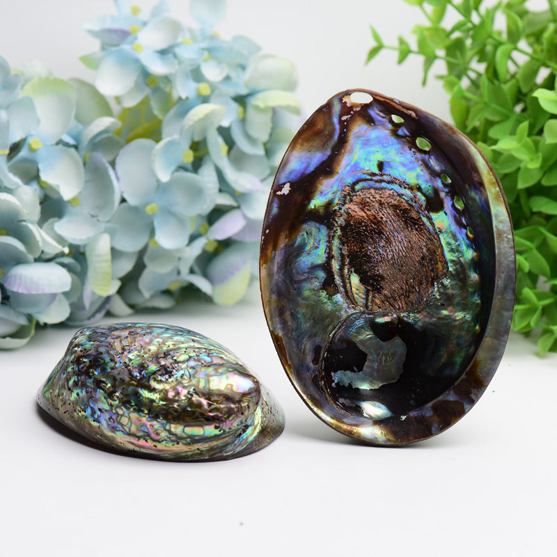 Zen Shell Decor 5 inch Aura Shell Free Form for Zen Decor | Healing Sounds