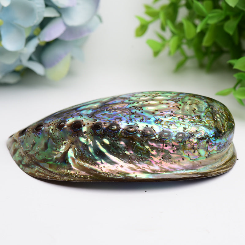 5.0 inch Aura Shell Free Form Zen Decor Accent