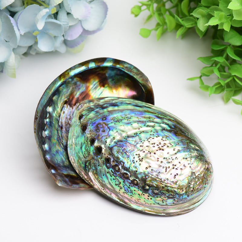 Zen Shell Decor 5 inch Aura Shell Free Form for Zen Decor | Healing Sounds