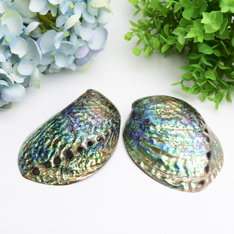 Zen Shell Decor 5 inch Aura Shell Free Form for Zen Decor | Healing Sounds
