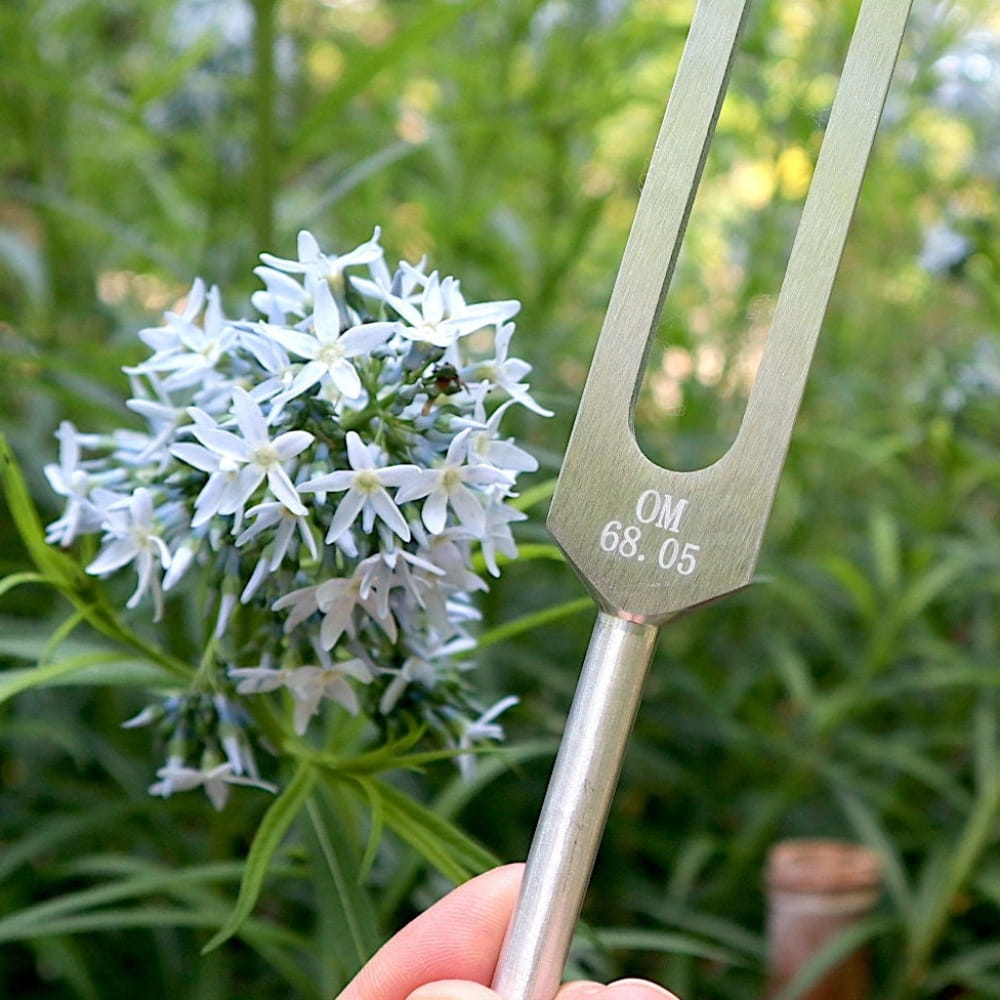 Metal tuning fork near white star-shaped flowers for biofield healing therapy