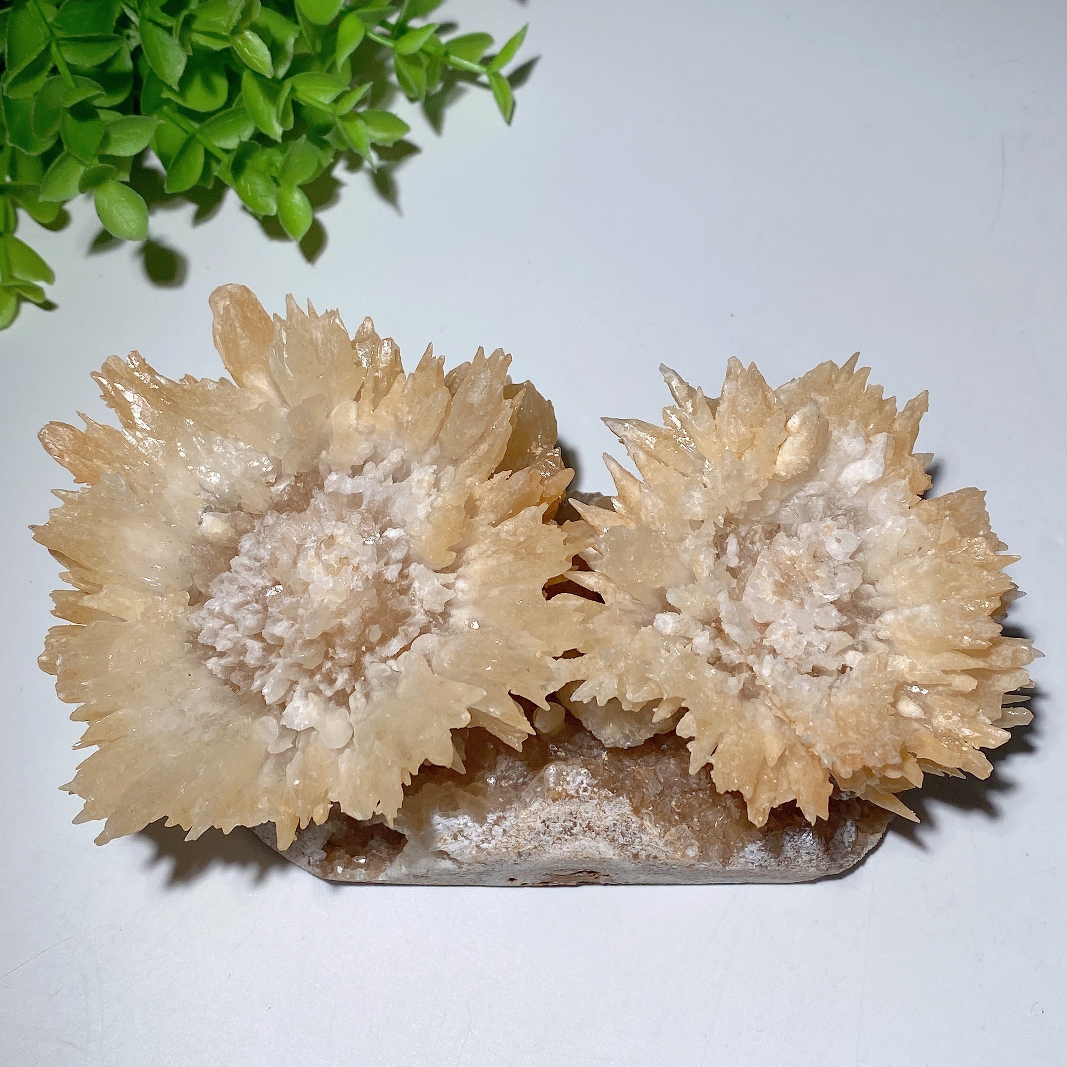 Double Flower Calcite Crystal Specimen 17cm Display Piece