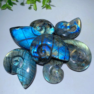 Labradorite Shell Crystal Carvings 1.5-3 inch Healing Stones