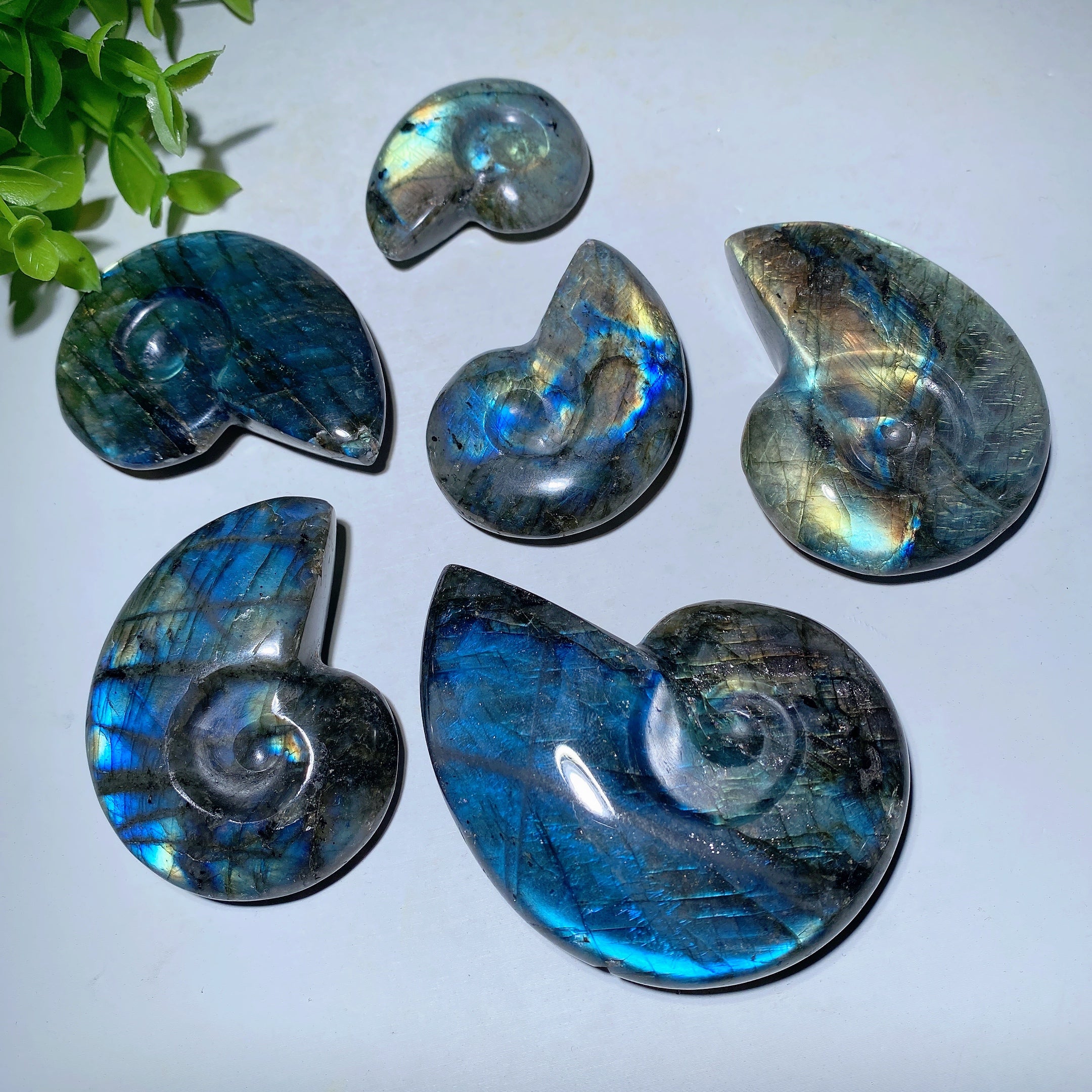 Labradorite Shell Crystal Carvings 1.5-3 inch Healing Stones
