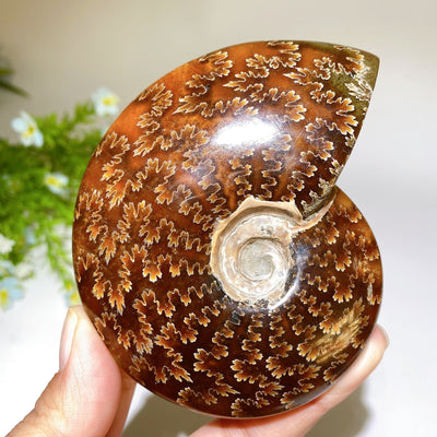 Polished Ammonite Crystal Specimen 2.8-5.5 Inch Spiral