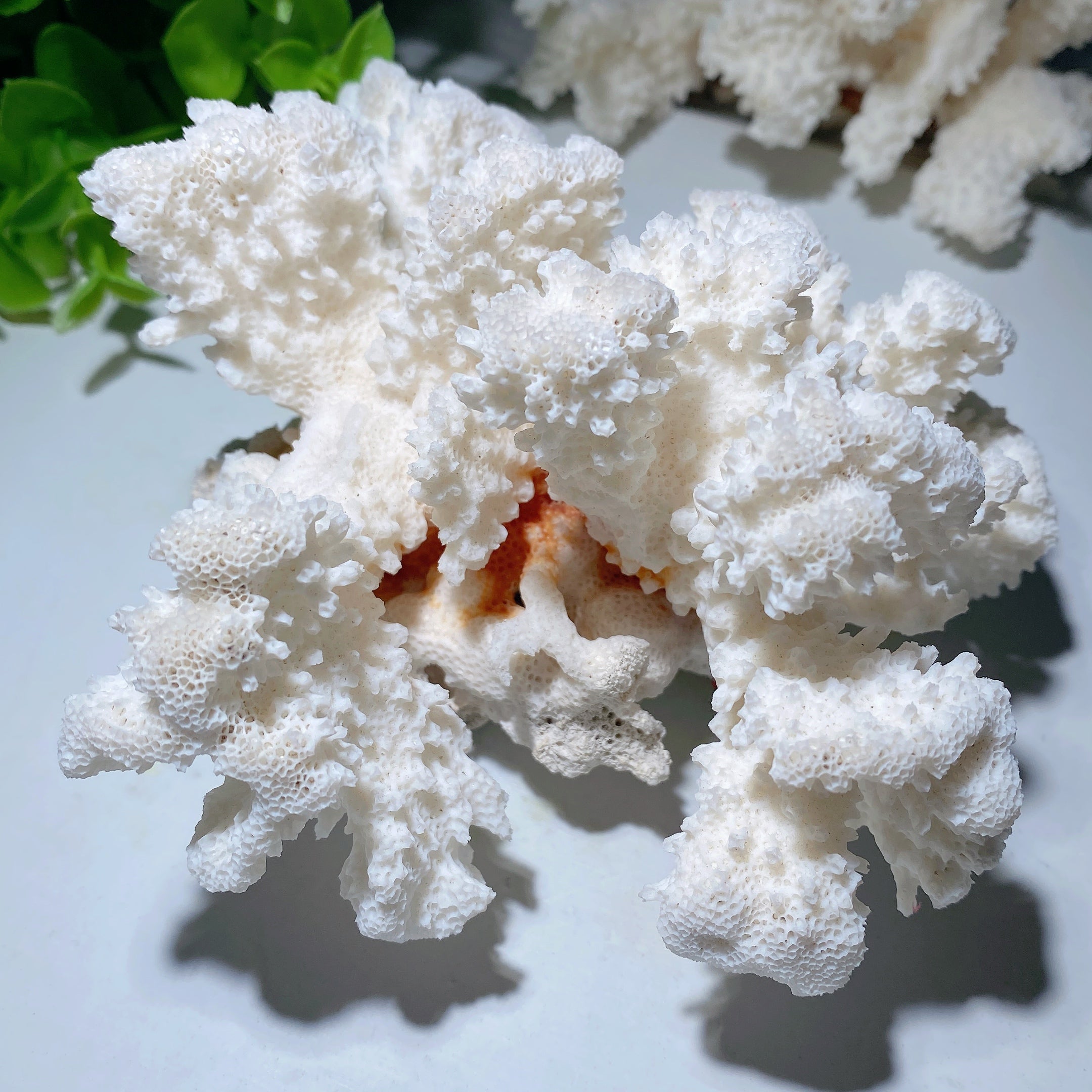 White Coral Stone Crystal Specimen 4-6 inch Healing Display