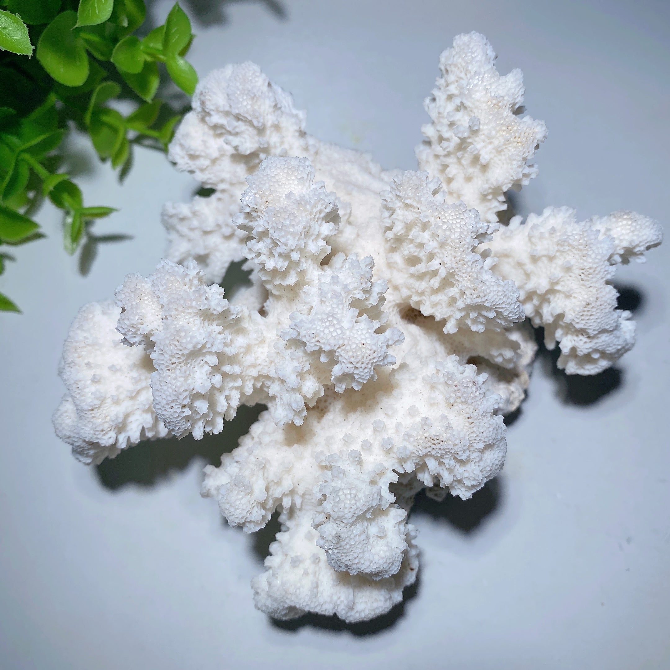 White Coral Stone Crystal Specimen 4-6 inch Healing Display